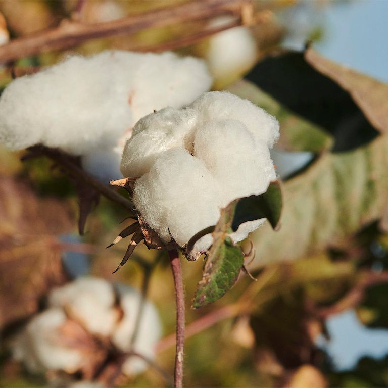 Cotton quality ready for harvest at Ali's farm