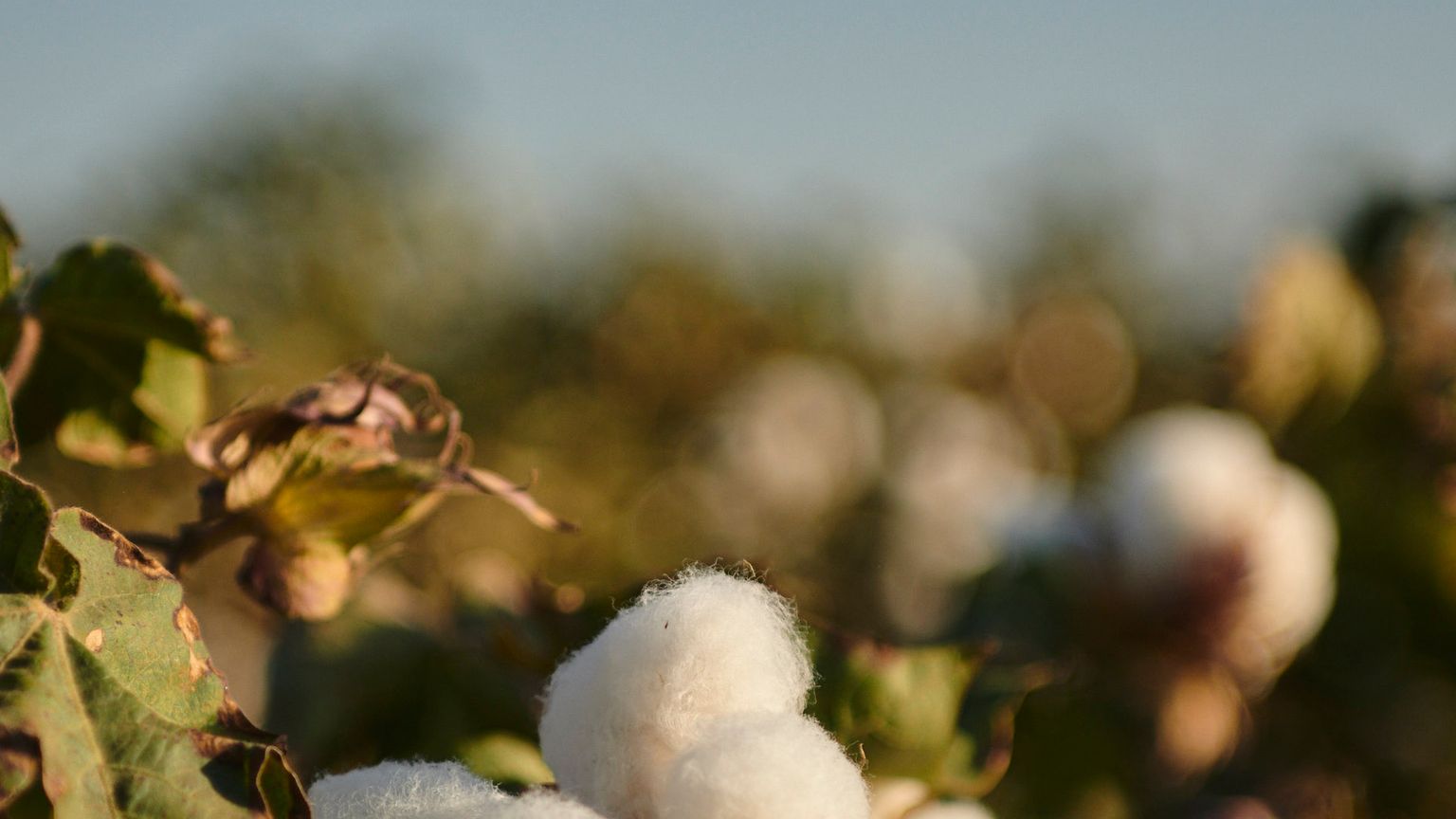 Regenerative Organic Cotton crop