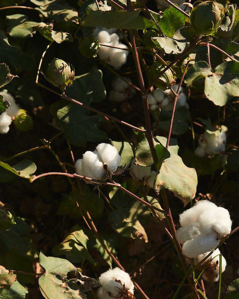 A look at healthy regenerative cotton plants